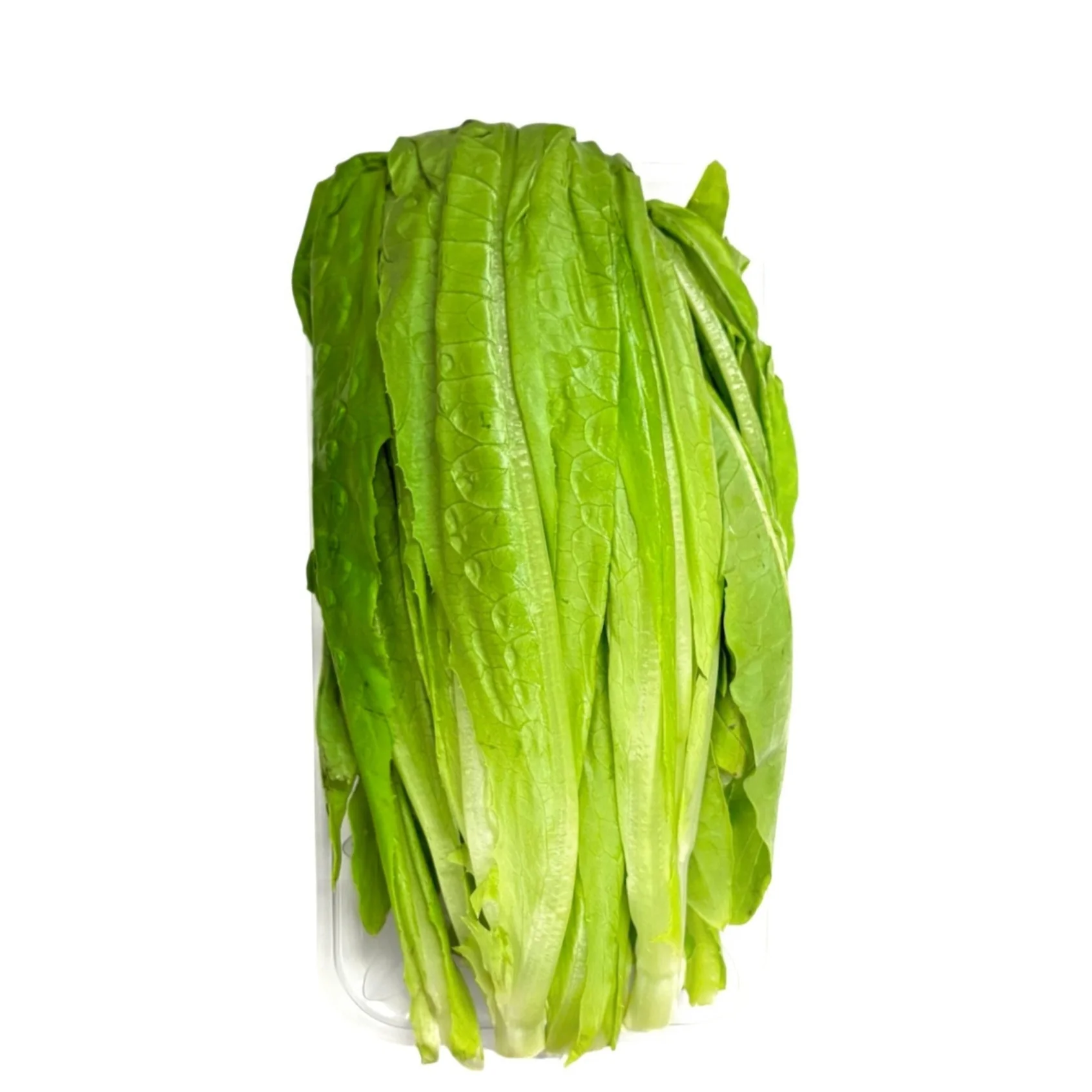 AA Choy 1.14lb