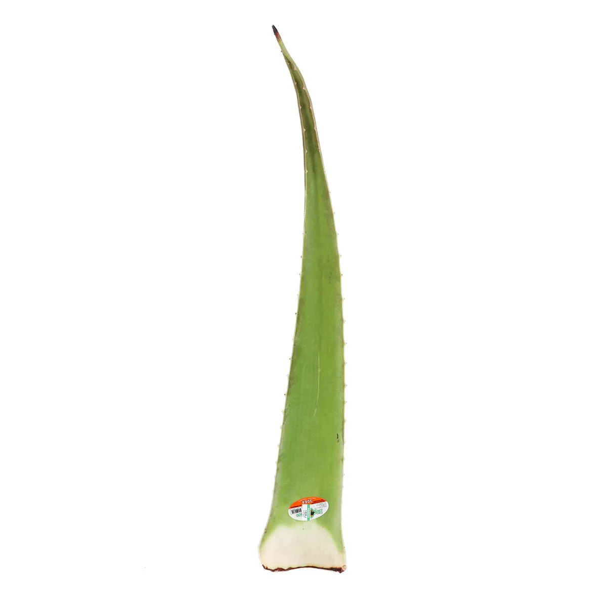Aloe Vera Leaf 1 each