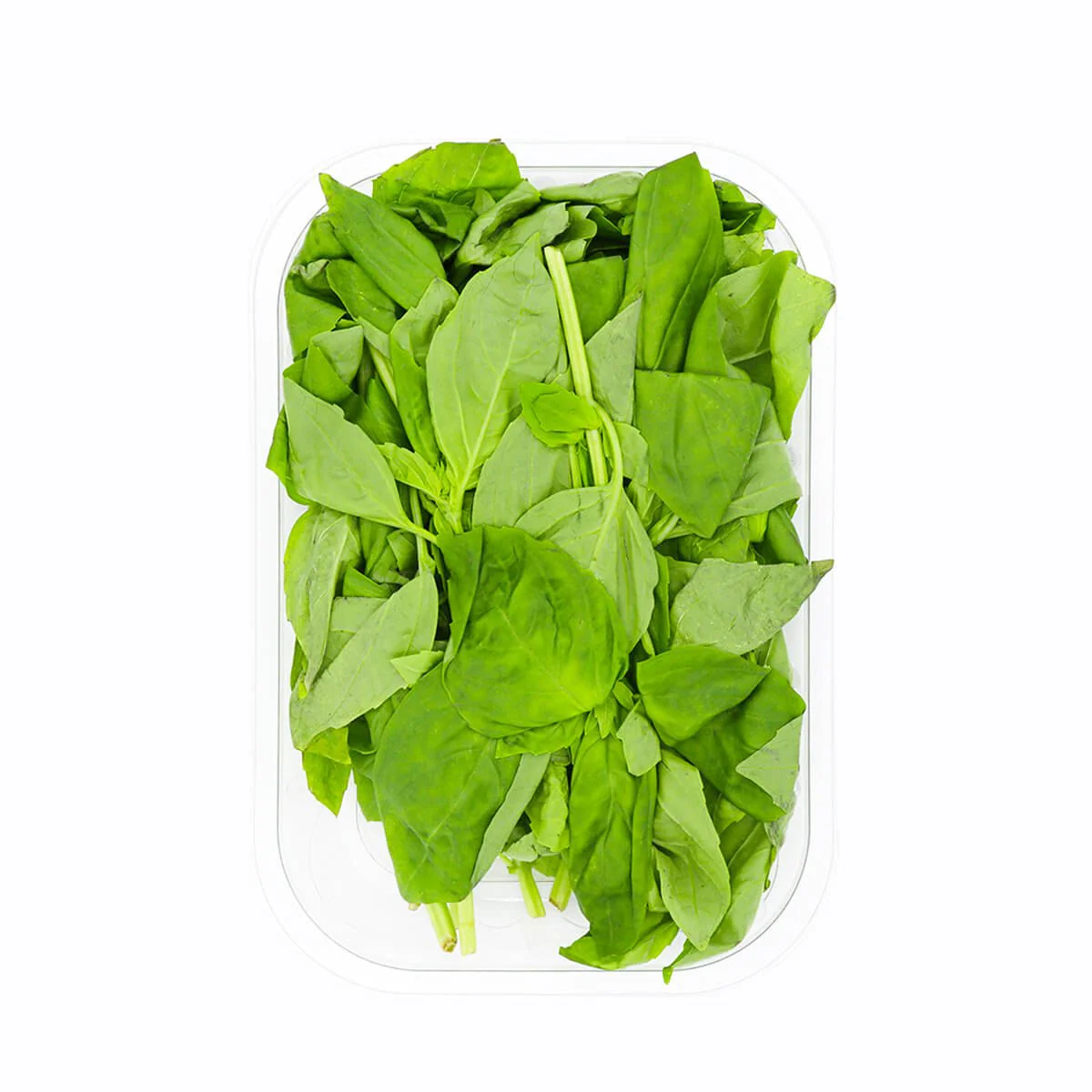 Basil