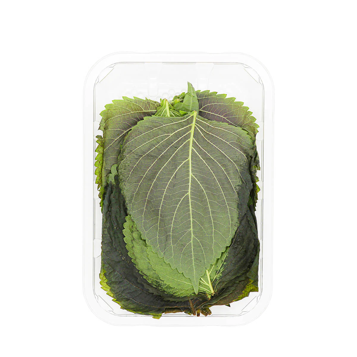 Sesame Leaf