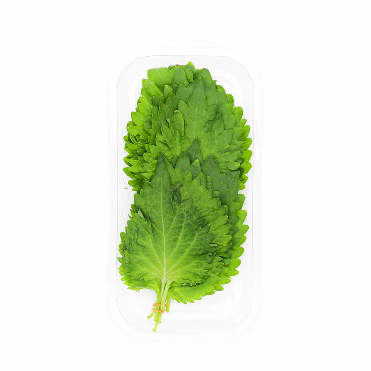 Shiso Leaf